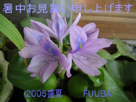 fuuba���񂩂�