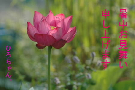 �Ђ낿��񂩂�