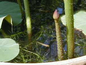 始めてのつぼみ(^-^)/