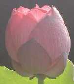 光の角度を変えると・・・