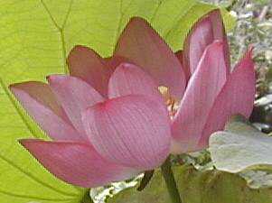 次のつぼみがしっかり準備されています(^-^)