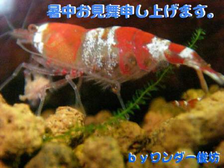 俊坊さんから