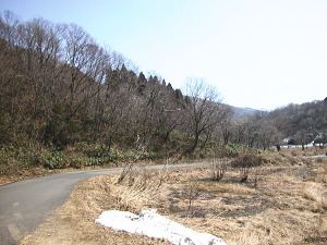 まー、何処にでもあるコナラ林