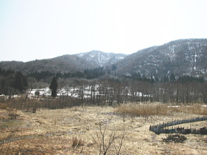 あの辺の山はブナ林?
