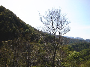 御神木になれるか？
