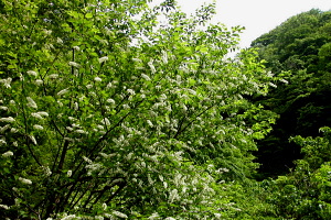 この木は、この登山道での唯一の吸蜜ポイント