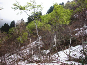 ブナの幼木は多いのだが、雪が多すぎる
