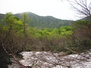 こんな感じでブナが多いのだが、上の山がガスってきた