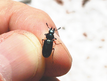 直射日光だから色が潰れるのか？