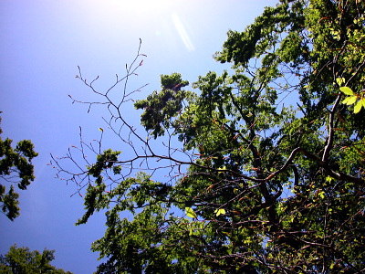 登山道脇のこの木に１♂が付いていた。薄く広く分布しているようだ