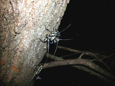 目立っていたのはシロスジだけ、静かな夜だ