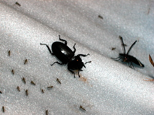 ２匹目のコクワ♀