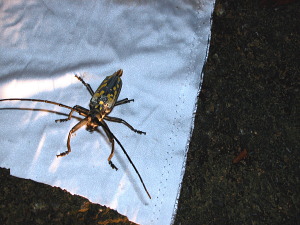 これはシロスジカミキリ