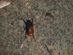 ここのカブトは雌しか来ない