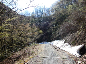 里は春爛漫なのですが、山は半月ほどの遅れ。