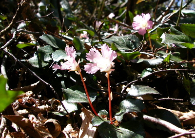 この時期の代表的なお花ですね