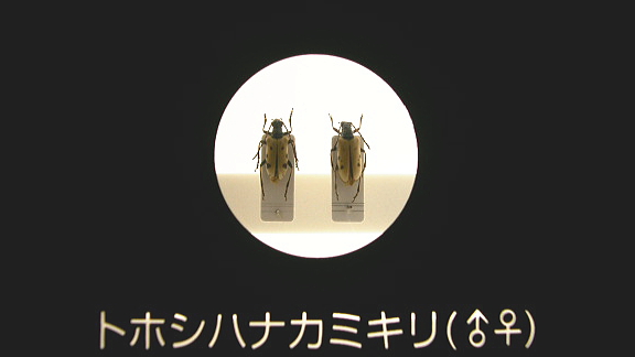 ③