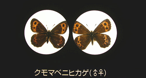 ④