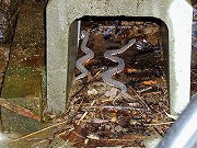 秋田の温泉