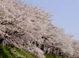 弁天桜