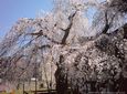 花月楼しだれ桜