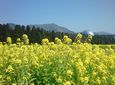 菜の花と恐竜博物館