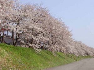 弁天桜