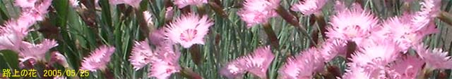路傍の花