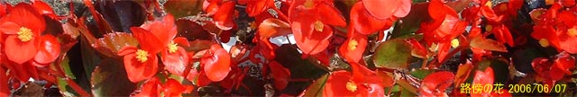 路傍の花