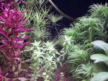 まだまだ新着の水草はいっぱいですけど…