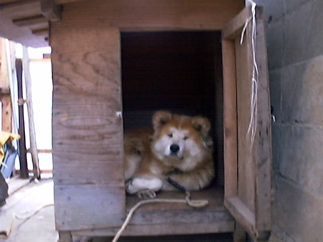 犬