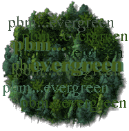 pbm...evergreen