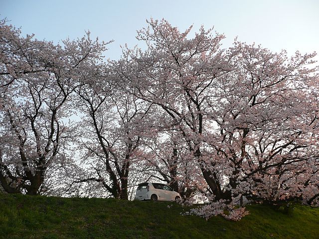 桜2009