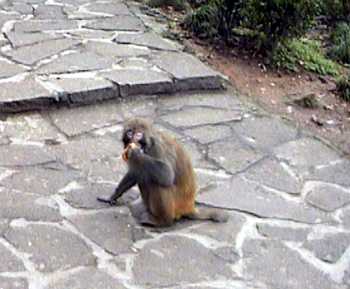 monkey011.jpg