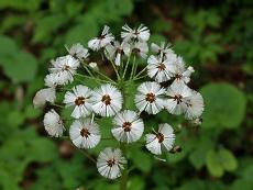 蕗の花