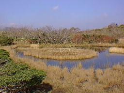 湿原