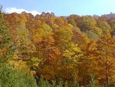 ブナ林の紅葉