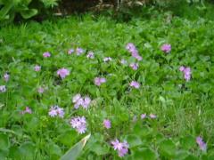 白山小桜