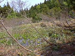水芭蕉群生