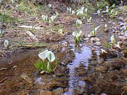 水芭蕉