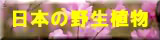 ���{�̖쐶�A��