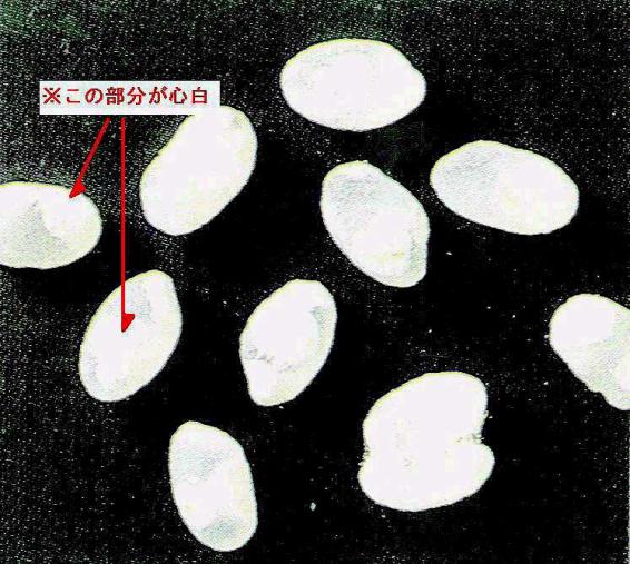 心白の画像